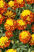 TAGETES PATULA LITTLE HERO SPRY