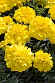 TAGETES PATULA LITTLE HERO YELLOW