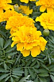 TAGETES PATULA SAFARI GOLD