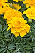 TAGETES PATULA SAFARI GOLD