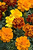 TAGETES PATULA SAFARI MIX