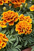 TAGETES PATULA SAFARI QUEEN