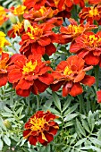 TAGETES PATULA SAFARI RED