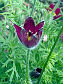 ANEMONE PULSATILLA RUBRA