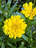 COREOPSIS EARLY SUNRISE