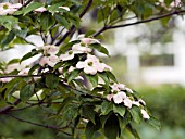 CORNUS FLORIDA STELLAR PINK