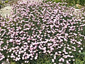 DIANTHUS BATHS PINK