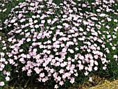 DIANTHUS BATHS PINK