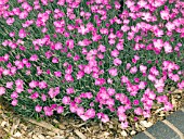 DIANTHUS FIREWITCH