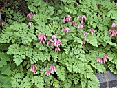 DICENTRA LUXURIANT