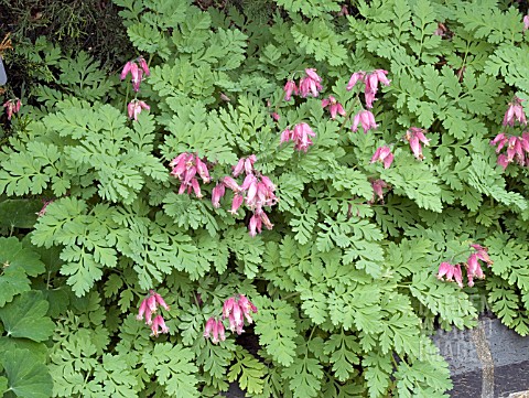 DICENTRA_LUXURIANT