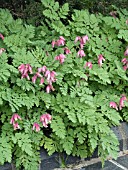 DICENTRA LUXURIANT