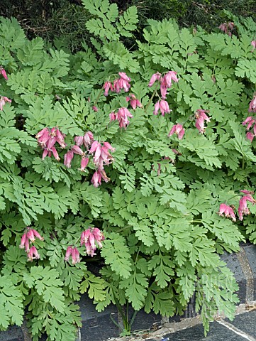 DICENTRA_LUXURIANT