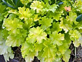 HEUCHERA LIME RICKEY