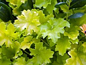 HEUCHERA LIME RICKEY