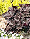 HEUCHERA OBSIDIAN