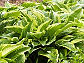 HOSTA ANTIOCH