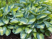 HOSTA JUNE