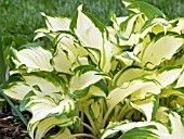 HOSTA WHITE CHRISTMAS