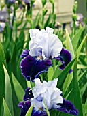 IRIS GERMANICA HIGH CLASS