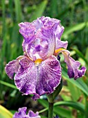 IRIS GERMANICA TALL DARK STRANGER