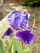 IRIS GERMANICA THEME MASTER