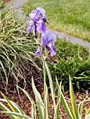 IRIS PALLIDA VARIEGATA