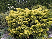 JUNIPERUS PFITZERIANA SAYBROOK GOLD