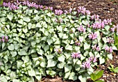 LAMIUM MACULATUM PINK CHABLIS