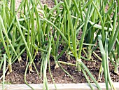 ONIONS GROWING IN RAISED BED