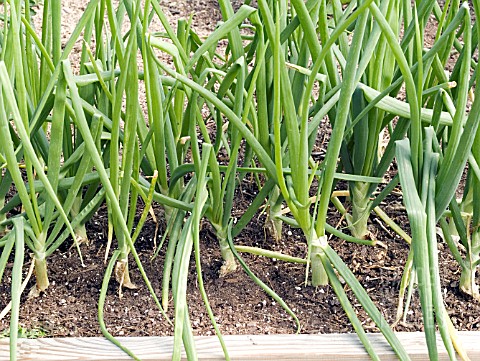 ONIONS_GROWING_IN_RAISED_BED
