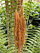 OSMUNDA CINNAMOMEA