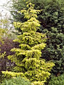 PICEA ORIENTALIS SKYLANDS