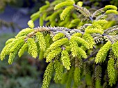 PICEA ORIENTALIS SKYLANDS FOLIAGE