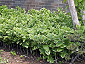 POLYGONATUM ODORATUM VARIEGATUM