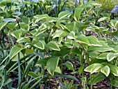 POLYGONATUM ODORATUM VARIEGATUM