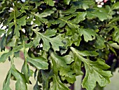 QUERCUS MACROCARPA LEAVES BUR OAK