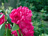 RHODODENDRON AMERICA