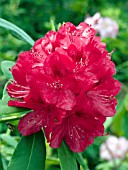 RHODODENDRON AMERICA