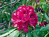 RHODODENDRON BURMA