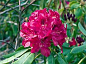 RHODODENDRON BURMA