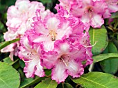 RHODODENDRON DEXTERS APPLEBLOSSOM