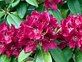 RHODODENDRON HENRYS RED