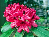 RHODODENDRON NOVA ZEMBLA