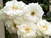 ROSA ICEBERG