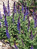 SALVIA SYLVESTRIS MERLEAU