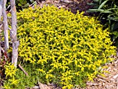 SEDUM MEXICANA