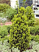 TAXUS MEDIA HICKSII