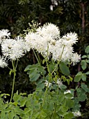 THALICTRUM AQUILEGIIFOLIUM ALBUM