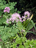 THALICTRUM AQUILEGIFOLIUM PURPUREUM